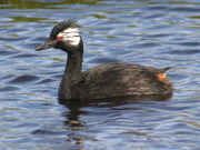 link to grebes
